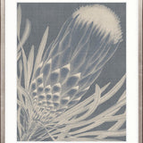 Protea Silhouette I
