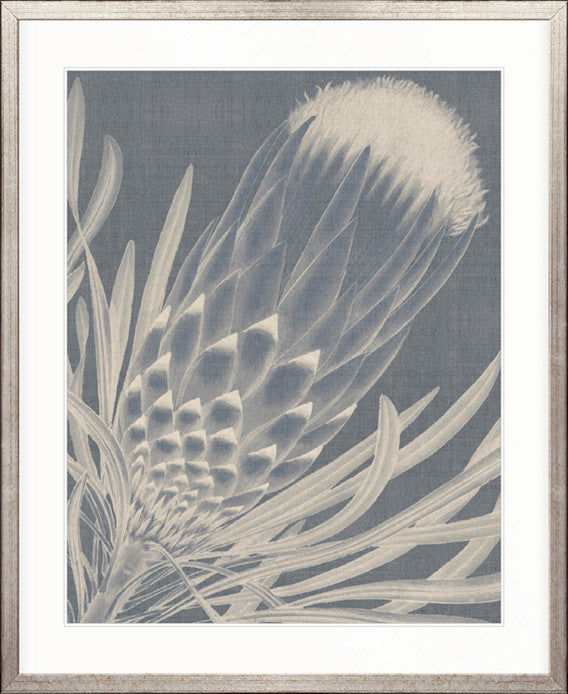 Protea Silhouette I