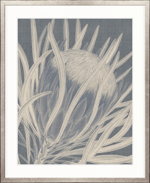 Protea Silhouette II