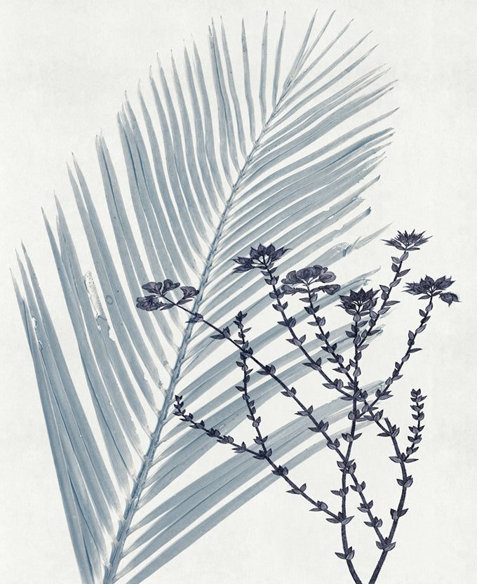 Naturalist Still LIfe I