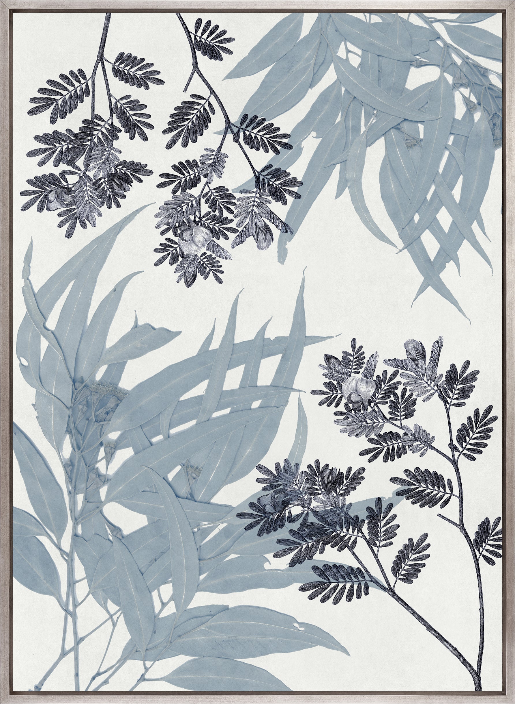 Naturalist Still LIfe II (Canvas)