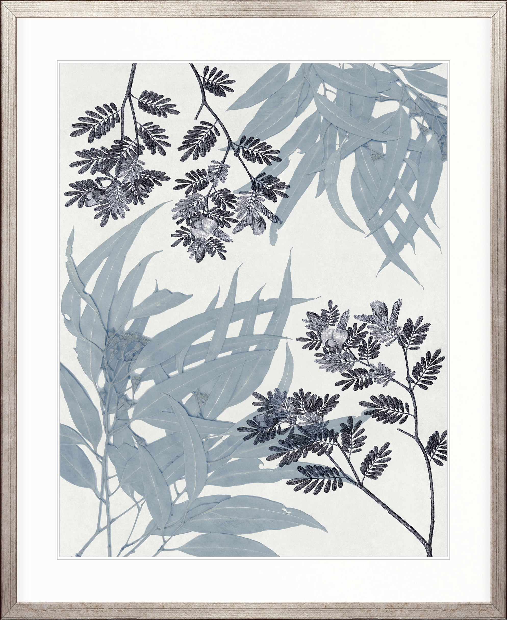 Naturalist Still LIfe II