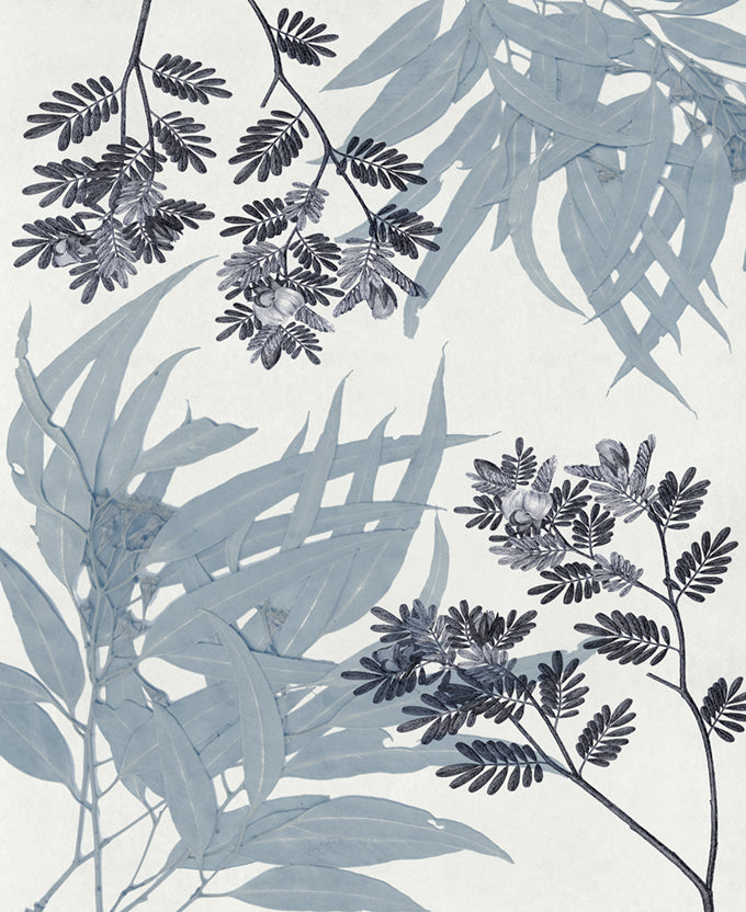 Naturalist Still LIfe II