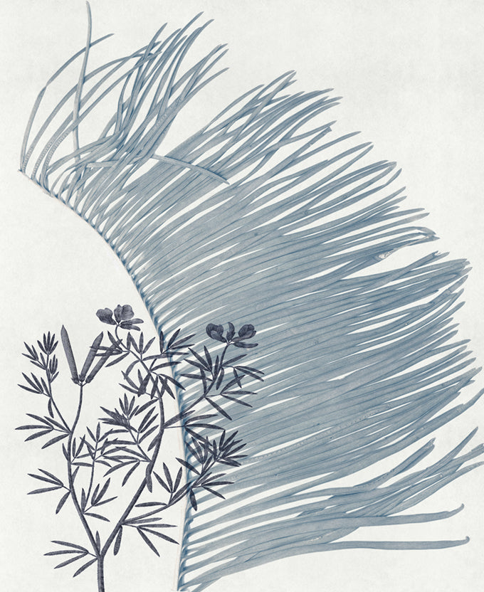 Naturalist Still LIfe III