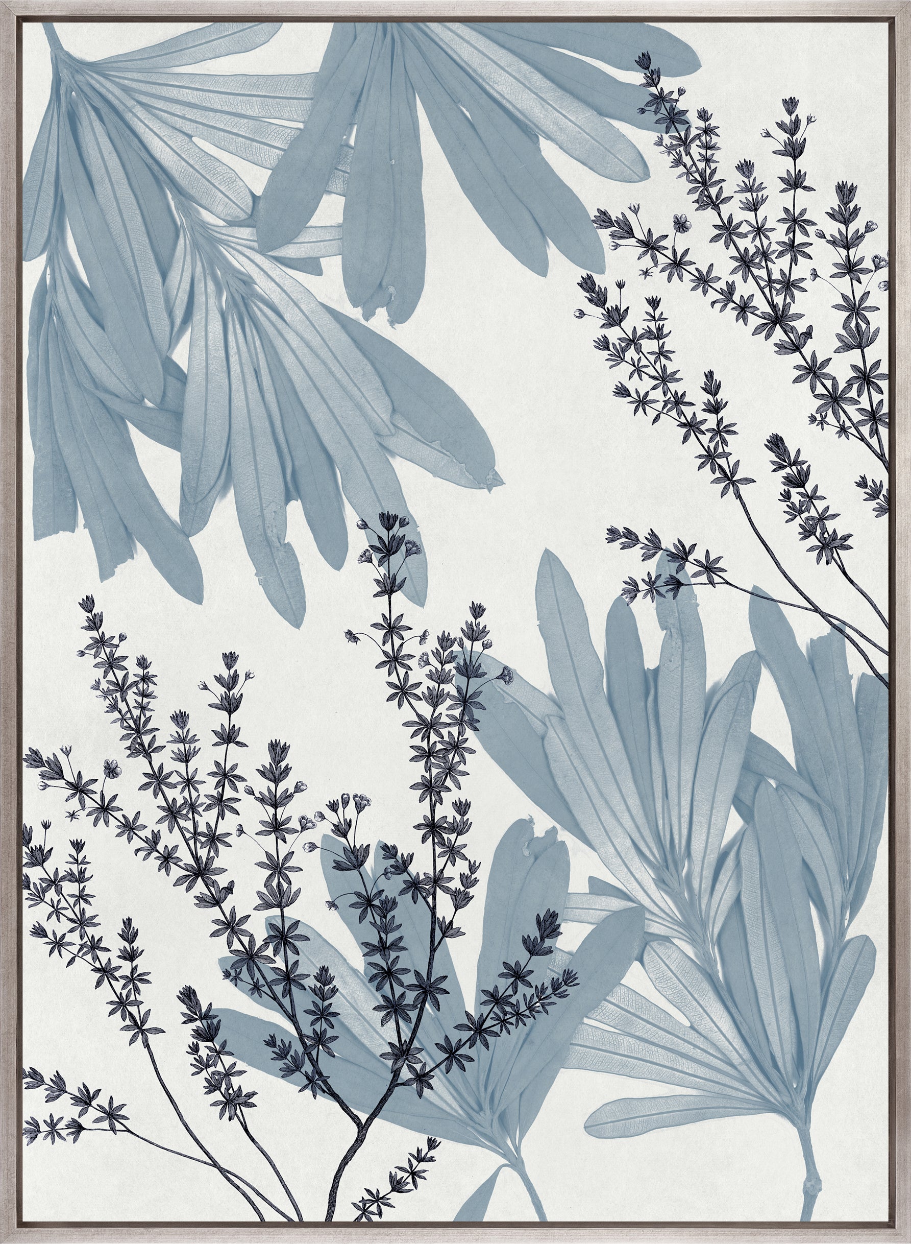 Naturalist Still LIfe IV (Canvas)