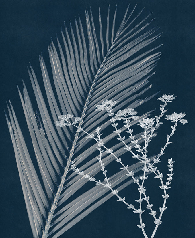 Naturalist Still LIfe V