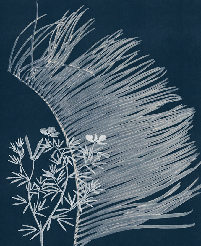 Naturalist Still LIfe VII