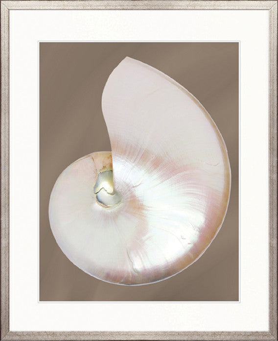 Nautilus Shell I