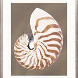 Nautilus Shell II