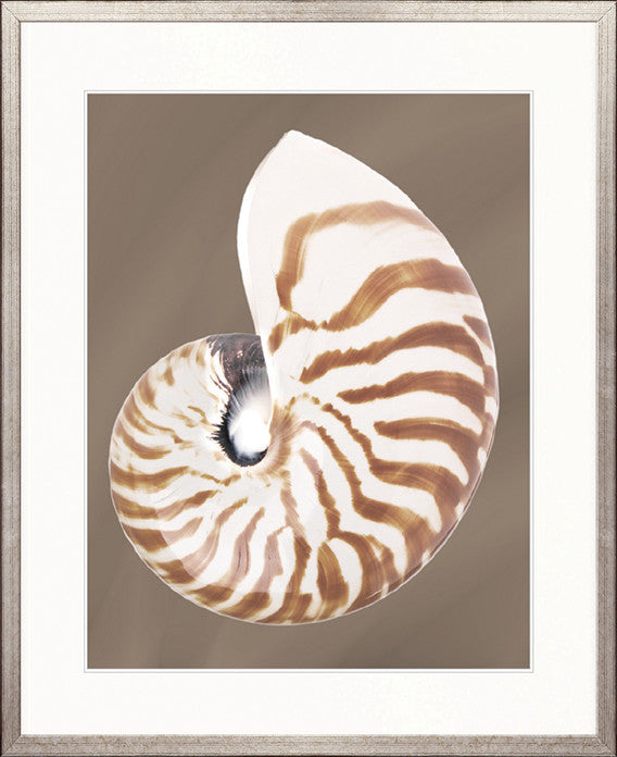 Nautilus Shell II