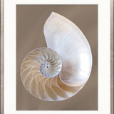 Nautilus Shell III