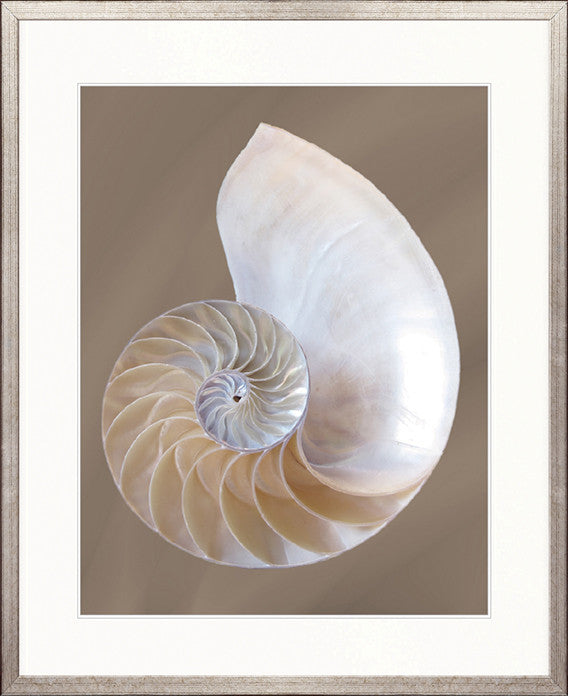 Nautilus Shell III