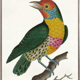 Shaw Ornithology I (Canvas) Large (903mm W x 1109mm H)