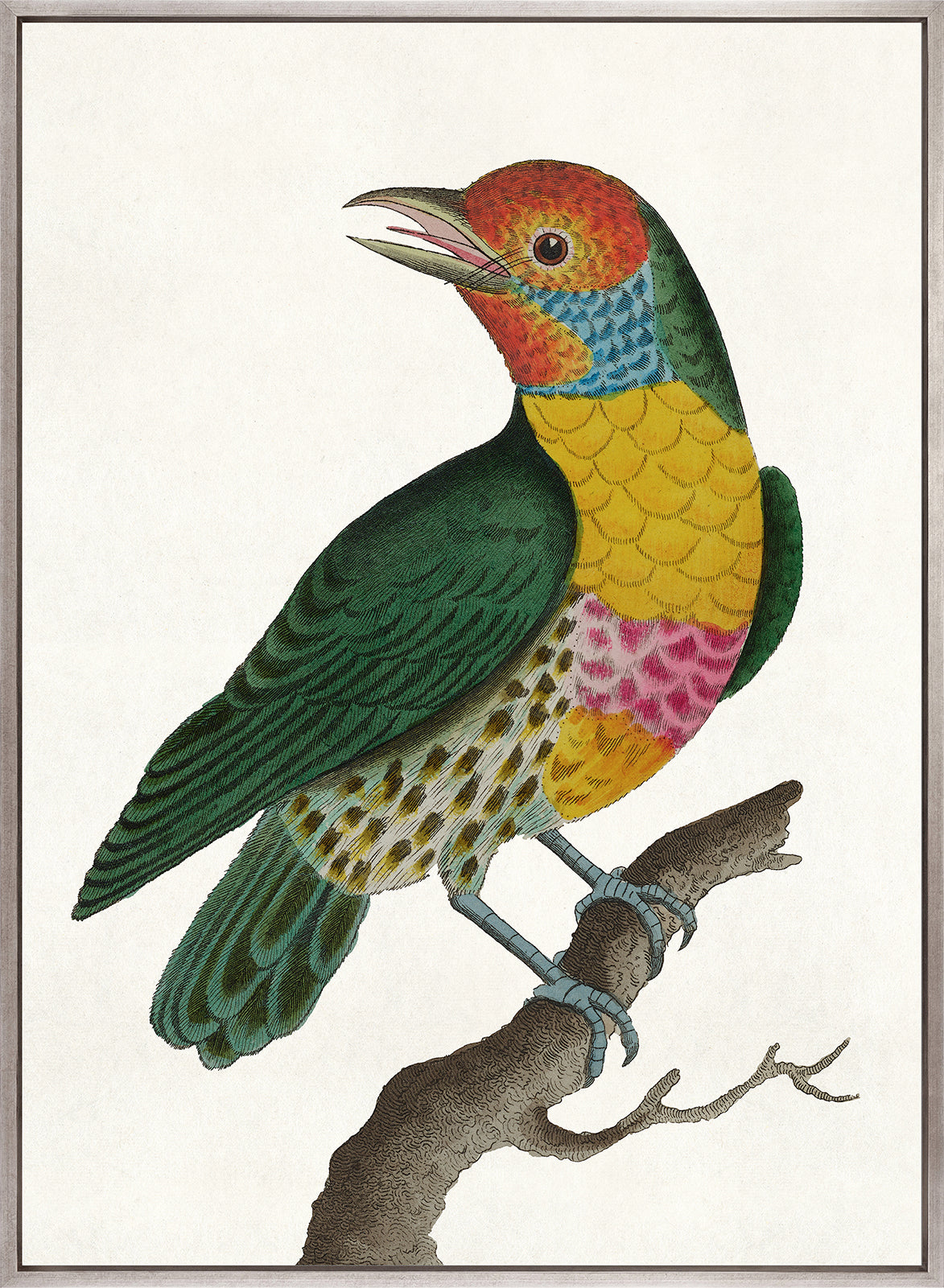 Shaw Ornithology I (Canvas)