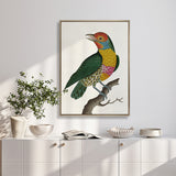 Shaw Ornithology I (Canvas) Large (903mm W x 1109mm H)