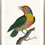 Shaw Ornithology I Small (465mm W x 560mm H)