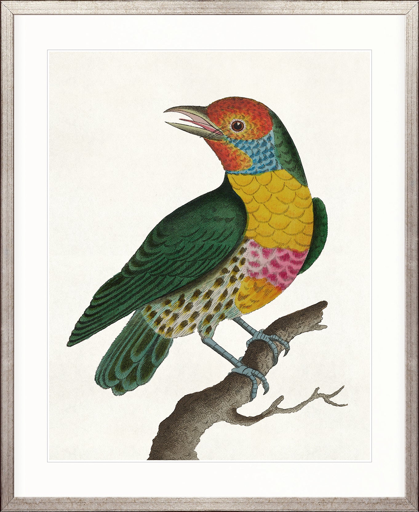 Shaw Ornithology I