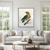 Shaw Ornithology I Small (465mm W x 560mm H)