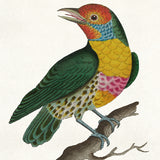 Shaw Ornithology I Small (465mm W x 560mm H)