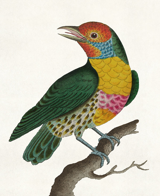 Shaw Ornithology I