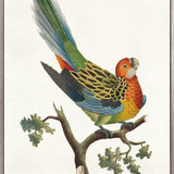 Shaw Ornithology II (Canvas) Large (903mm W x 1109mm H)