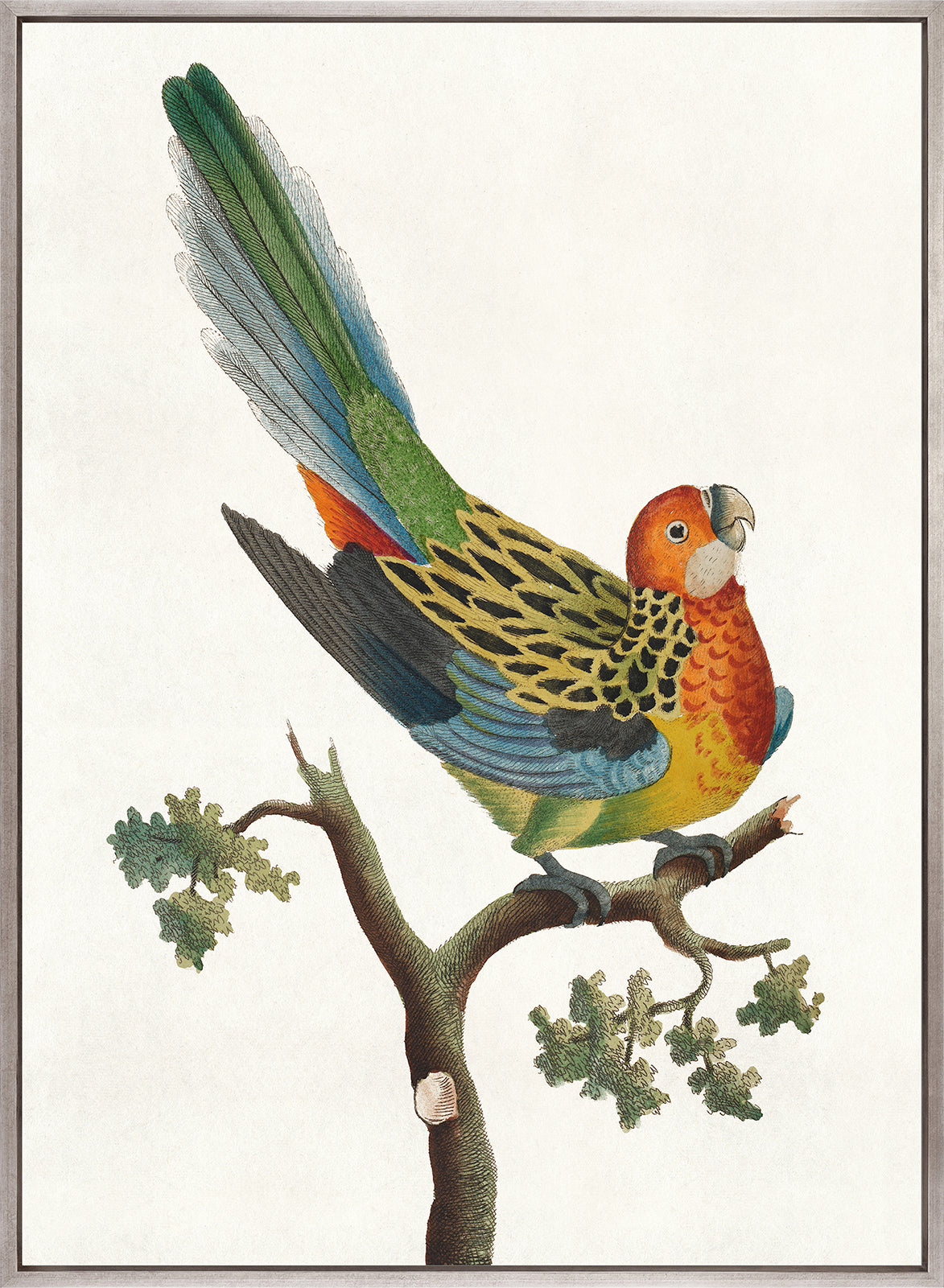 Shaw Ornithology II (Canvas)