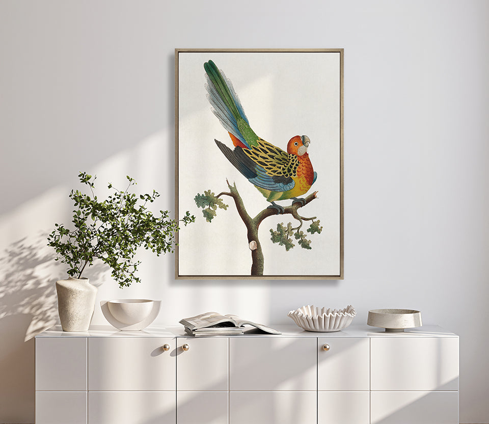 Shaw Ornithology II (Canvas)