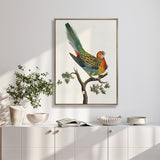 Shaw Ornithology II (Canvas) Large (903mm W x 1109mm H)
