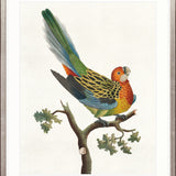 Shaw Ornithology II Small (465mm W x 560mm H) / Standard Clear Glass