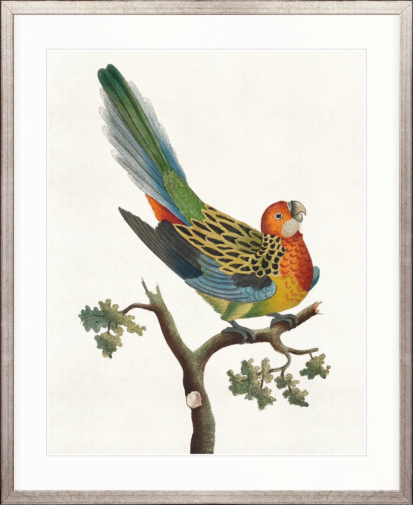 Shaw Ornithology II