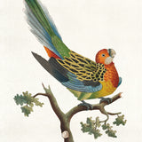 Shaw Ornithology II Small (465mm W x 560mm H) / Standard Clear Glass