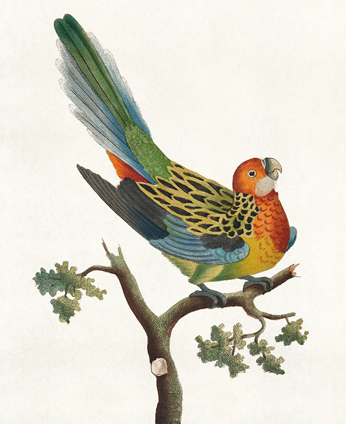 Shaw Ornithology II