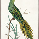 Shaw Ornithology III (Canvas) Large (903mm W x 1109mm H)