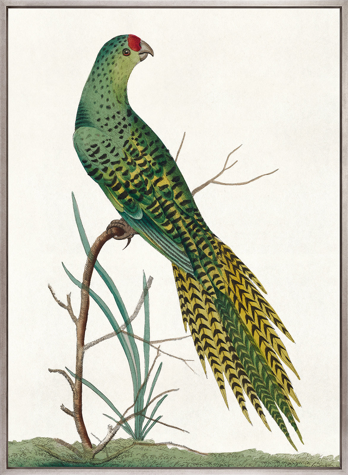 Shaw Ornithology III (Canvas)
