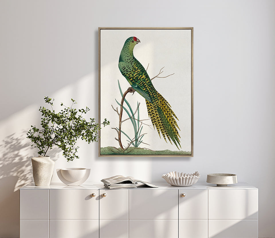 Shaw Ornithology III (Canvas)
