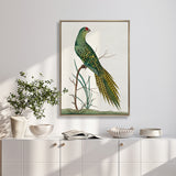 Shaw Ornithology III (Canvas) Large (903mm W x 1109mm H)