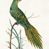 Shaw Ornithology III (Canvas) Large (903mm W x 1109mm H)