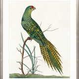 Shaw Ornithology III Small (465mm W x 560mm H) / Standard Clear Glass