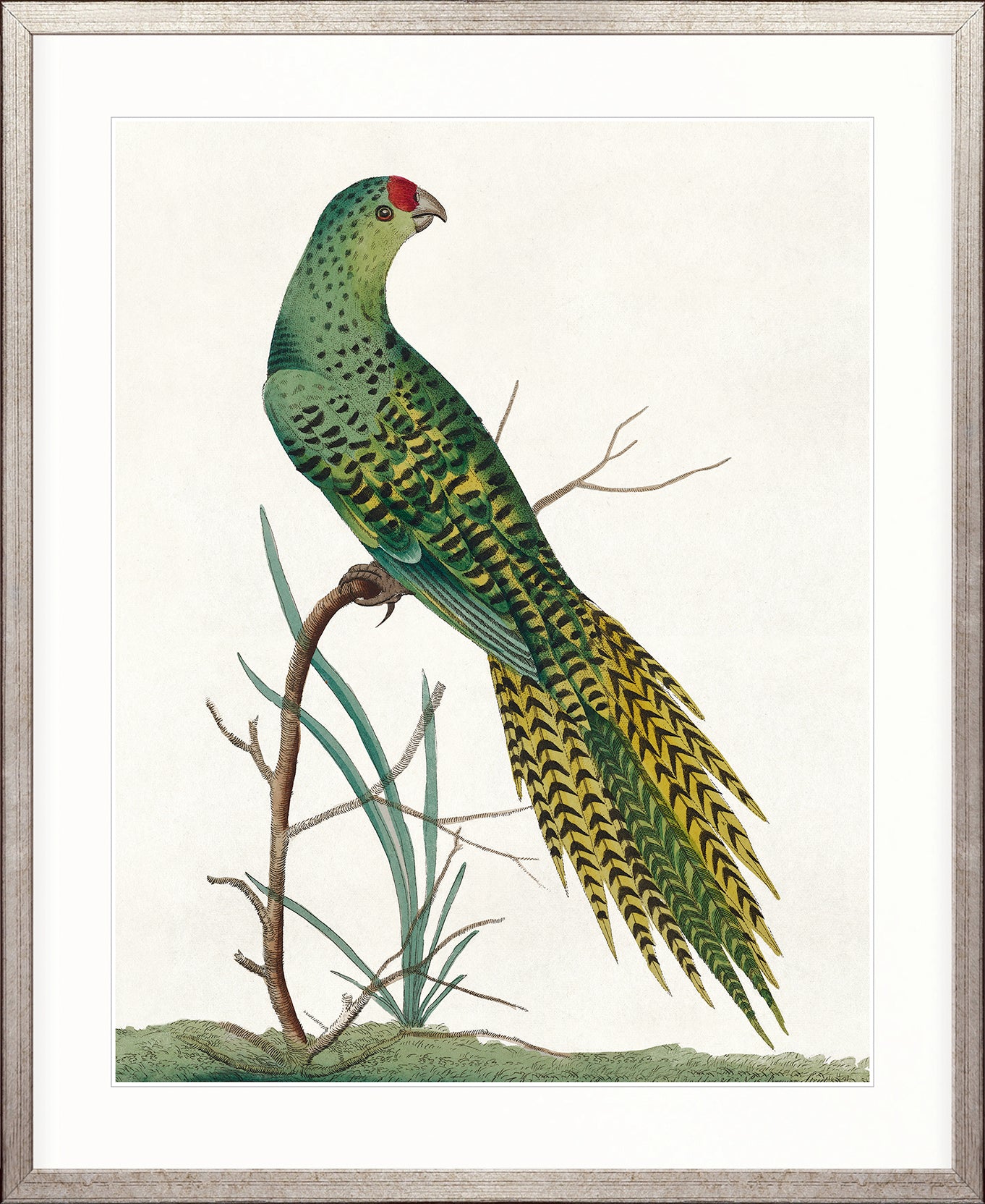Shaw Ornithology III