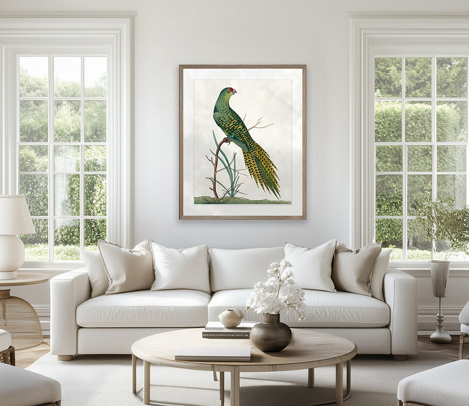 Shaw Ornithology III