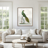 Shaw Ornithology III Small (465mm W x 560mm H) / Standard Clear Glass