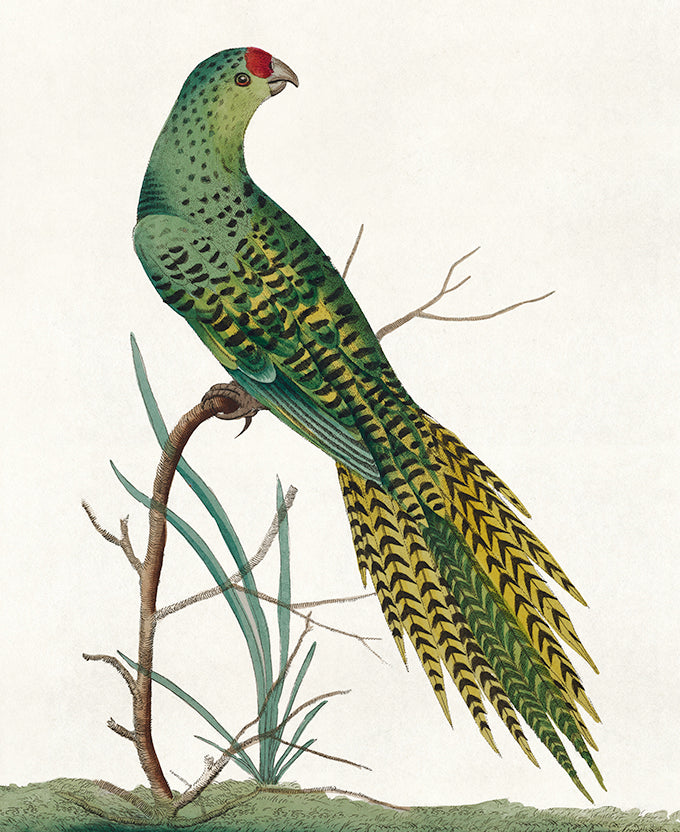 Shaw Ornithology III