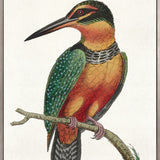 Shaw Ornithology IV (Canvas) Large (903mm W x 1109mm H)