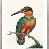 Shaw Ornithology IV Small (465mm W x 560mm H) / Standard Clear Glass