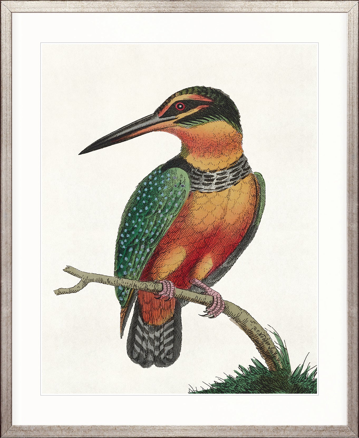 Shaw Ornithology IV