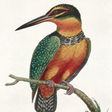 Shaw Ornithology IV Small (465mm W x 560mm H) / Standard Clear Glass