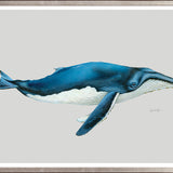 Humpback Whale