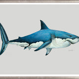 Great White Shark
