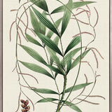 Palme D'Or Specimen I (Canvas)