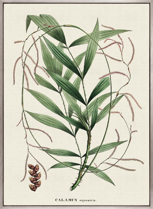 Palme D'Or Specimen I (Canvas)
